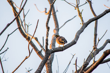 Myna bird   on a tree