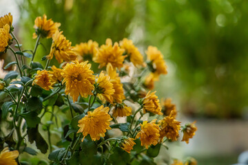 yellow flowers in the garden