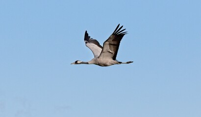A Crane flying away at Hornborgarsjon, Sweden