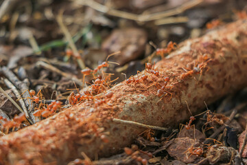 ants on a tree