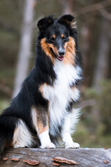 Smiling, fluffy, beautiful sable white shetland sheepdog, sheltie sitting on the old three. Sweet little collie, well groomed lassie dog portrait in the park. Attentive four paws friend ready to go