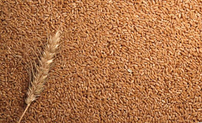 horizontal background, wheat grain texture, natural dry grain on the whole image, macro shot