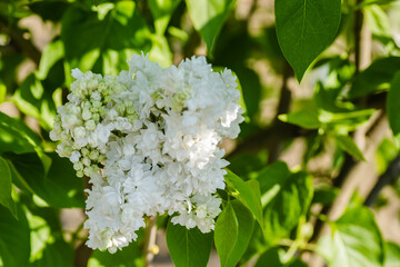 Confusion with white lilac flowers. 