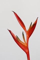 bird of paradise flower