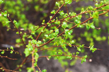 Branches with young green leaves. Spring natural background. The first spring leaves.