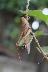grasshopper on a leaf