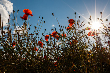 Poppy field with blue sky background and sun
