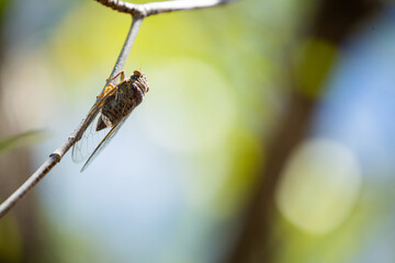 A cicada on a branch