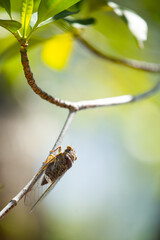 A cicada on a branch