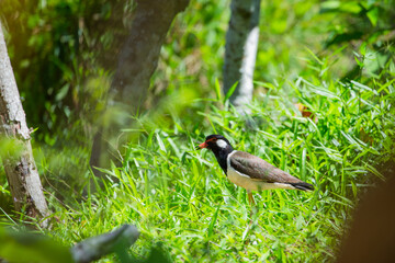 Red-wattled Lapwing (Vanellus indicus) in  Thailand.