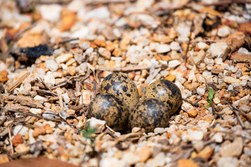 Red-wattled Lapwing egg