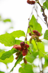 Mulberry fruit and Mulberry tree