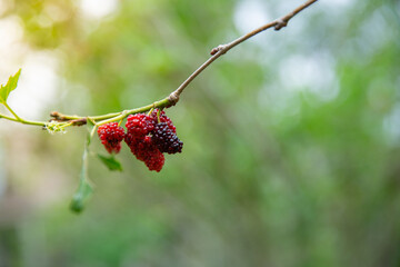 Mulberry fruit and Mulberry tree