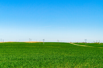 Summer landscape green grassy empty field with blue sky