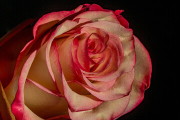 Rosa blossom details