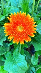 orange dahlia flower