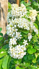 white flowers in the garden
