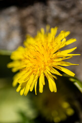 Spring flower blossom details from garden
