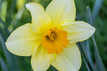 Spring flower blossom details from garden