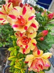 Obraz premium red and yellow roses