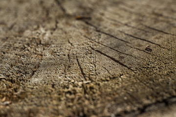 felled tree texture in sunlight 
