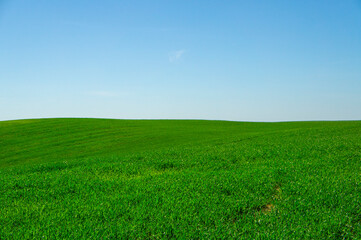 Summer landscape green grassy empty field with blue sky