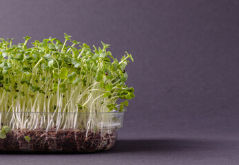 Fresh microgreens in plastic box on dark background with copy space on the right. Vegan healthy food concept.