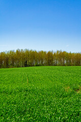 Obraz premium Forest at the edge of the horizon of a green field