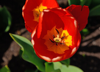 Red tulip close up
