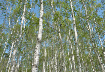見上げる白樺の木々（Looking up at the birch trees）