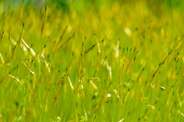 Yellow and green forest moss close up