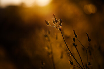 Selective soft focus of dry grass, reeds, stalks blowing in the wind at golden sunset light. Nature, summer, grass concept