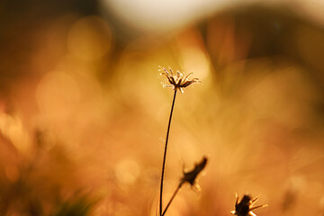 Selective soft focus of dry grass, reeds, stalks blowing in the wind at golden sunset light. Nature, summer, grass concept