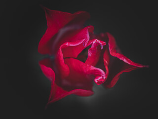 Tulipe rouge dans le noir