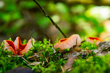 Red edible forest mushroom sarcoscifa close-up. Macrophoto