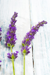 purple lavender flowers on white old wooden table