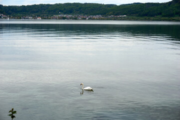 elegant swan swims in lake constance
