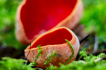 Red edible forest mushroom sarcoscifa close-up. Macrophoto