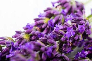 purple lavender flowers on white old wooden table