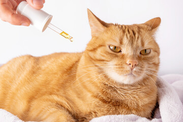 Dropper with CBD oil and cannabis for ginger cat. Alternative treatment for pets with cancer....