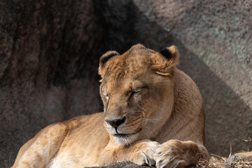 Obraz premium たてがみがない雄ライオン