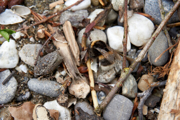 close up of a bumblebee on stones