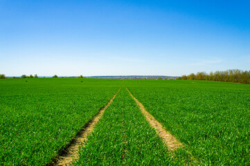 Fototapeta na wymiar Road in a green field to the horizon in summer