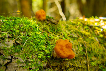 Morel mushrooms and stitches grow in the forest in moss