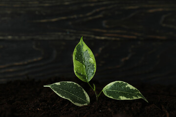 Sprout of plant with water drops in soil