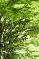 緑輝く　新緑