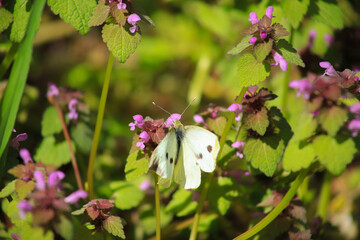A cabbage white butterfly along the hiking trail lake (Gravel pit) and biotope lake Arkenberge in...