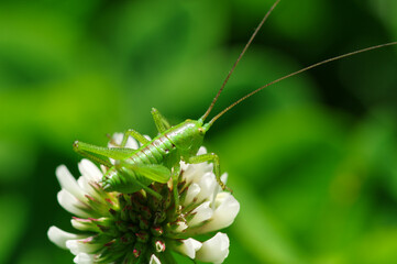 A young green grasshopper (tettigonia orientalis) is staying on white clover in a green field in day time .
