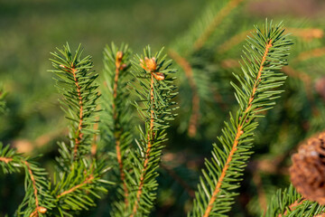 Three spruce branches close-up close-up, the edges of the branch with clearly visible needles.
