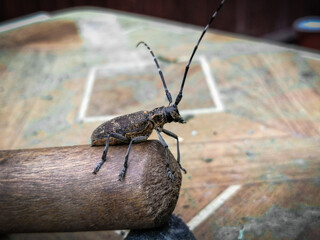 wood beetle close up